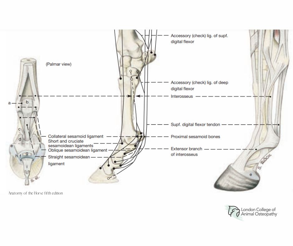 tendon-injury-rehabilitation-in-horses